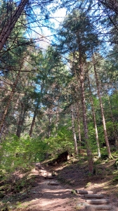 Le sentier dans la forêt