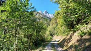 Jolie route forestière ombragée