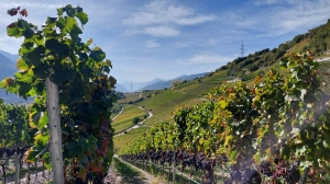 Tout le début du chemin se fait à travers les vignes