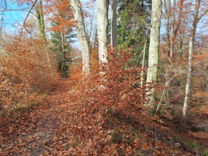 Sentier le long du Talent