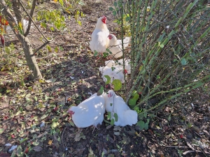 Les poules du Chalet des Enfants.