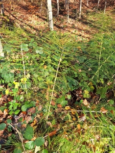 Prêles dans la forêt du Jorat