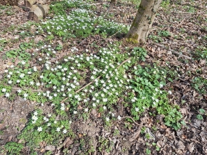 Anémones de bois