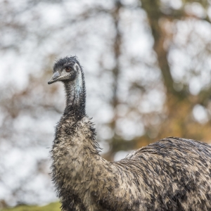 Un émeu qui habite un des parc de la fondation