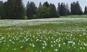 Au dessus du marais