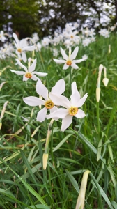 Fleurs épanouies et boutons