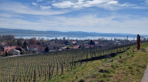 Peu après le départ de Sugiez, joli coup d'œil sur le vignoble et le lac