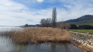 Au bord du lac à Praz