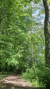 Le départ de la balade, dans la forêt