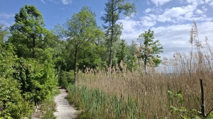 Entre forêt et roseaux