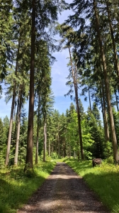 Le chemin dans la forêt