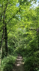 Dans la forêt