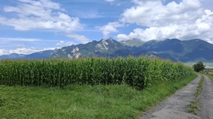 En sortant de la forêt