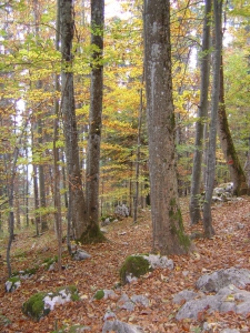 Couleurs automnales dans la forêt de Chaumont, en octobre