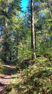 Le sentier dans la forêt