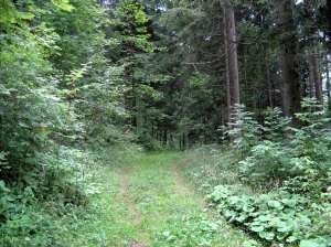 La Forêt de l'Envers