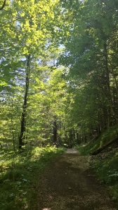 Dans la forêt