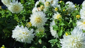 Dahlias sur le quai de Morges