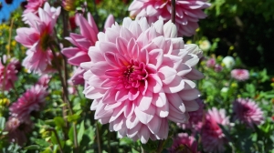 Dahlias sur le quai de Morges