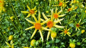 Dahlias sur le quai de Morges
