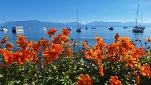 Dahlias sur le quai de Morges
