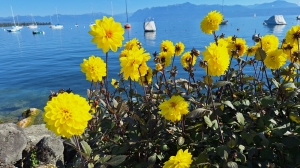 Dahlias sur le quai de Morges