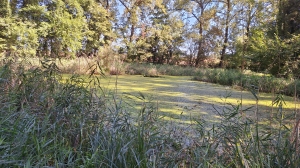 Etang tout vert