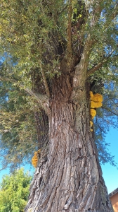 Champignons à l'assaut de l'arbre