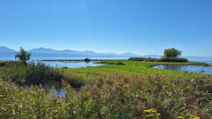 L'île des oiseaux