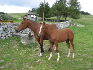 Chevaux devant la Bergerie du Bas