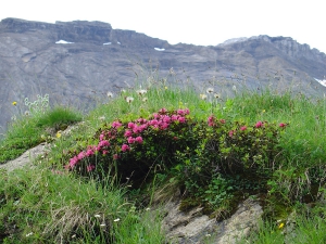 Rhododendrons