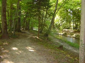 Le long de L'Arnon dans la forêt