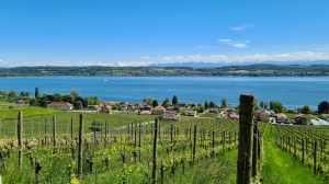 Vue sur le vignoble, le lac de Morat et les Alpes.