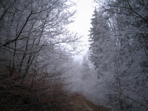 La forêt de Chaumont prise dans le givre, décembre 2006