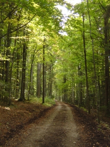 La forêt de Lajoux