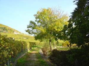 Entre le vignoble et le Ruisseau de Vaux, juste avant la Neuveville