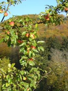 Un pommier à l'Arboretum