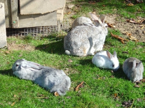 Les lapins