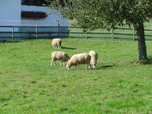 Les moutons