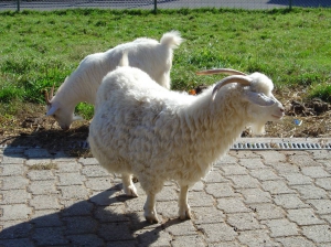 Les chèvres laineuses