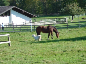 Un cheval et une chèvre