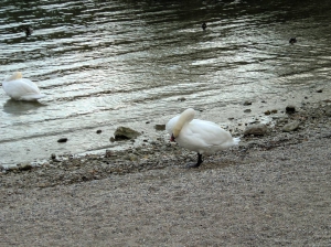 Le long des berges...