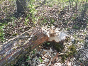 Arbre abattu par des castors