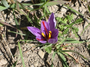 Crocus sativus