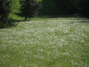 Prairie à narcisses