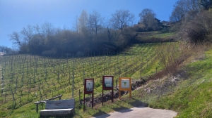 Panneaux didactiques, dans le vignoble