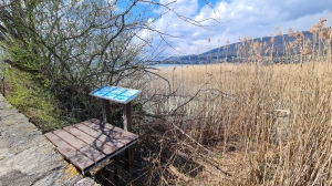 Roselière et panneau didactique, depuis la jetée