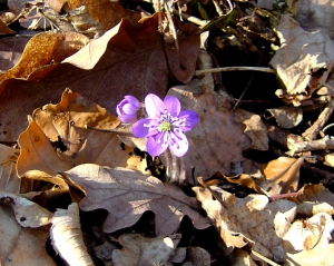 Hépatique à trois lobes (Hepatica nobilis)