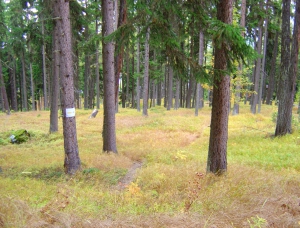 La forêt, claire et accueillante, le long du sentier didaludic