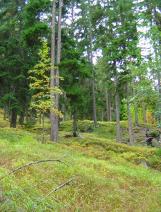 La forêt